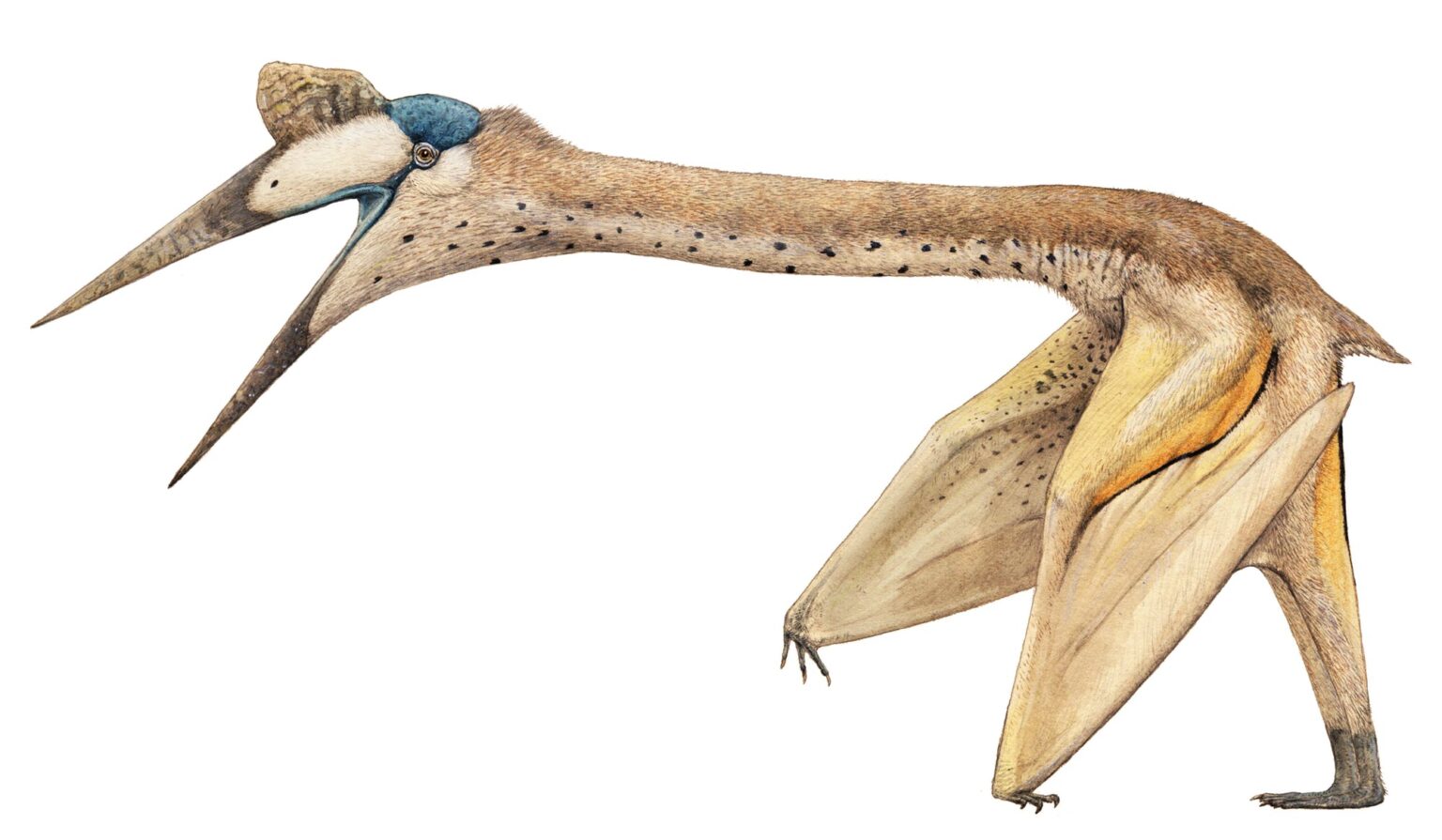 quetzalcoatlus_joschua-knueppe-1536x895.